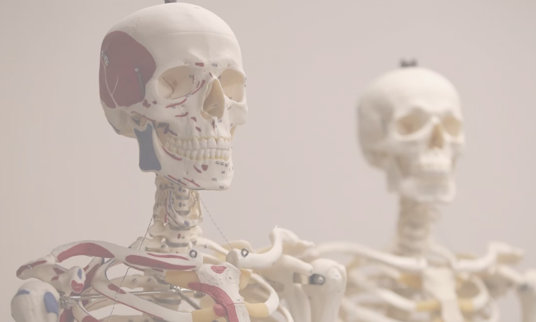 Reading Skeleton: Let the Bones Tell the Truth